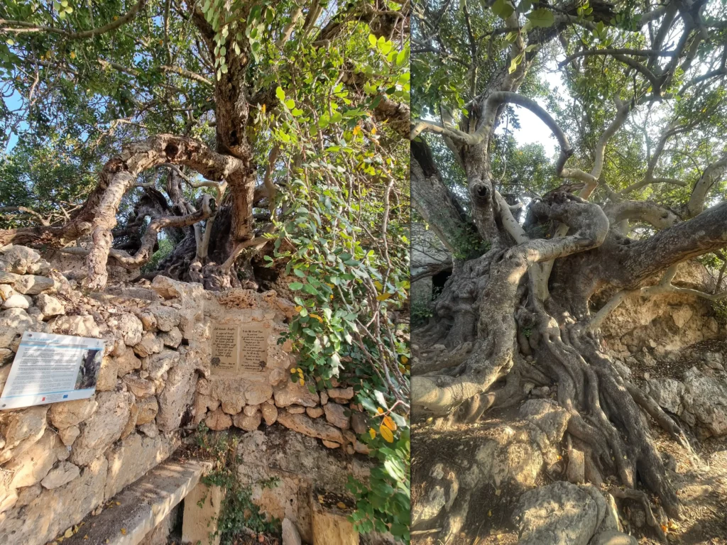 carob-tree