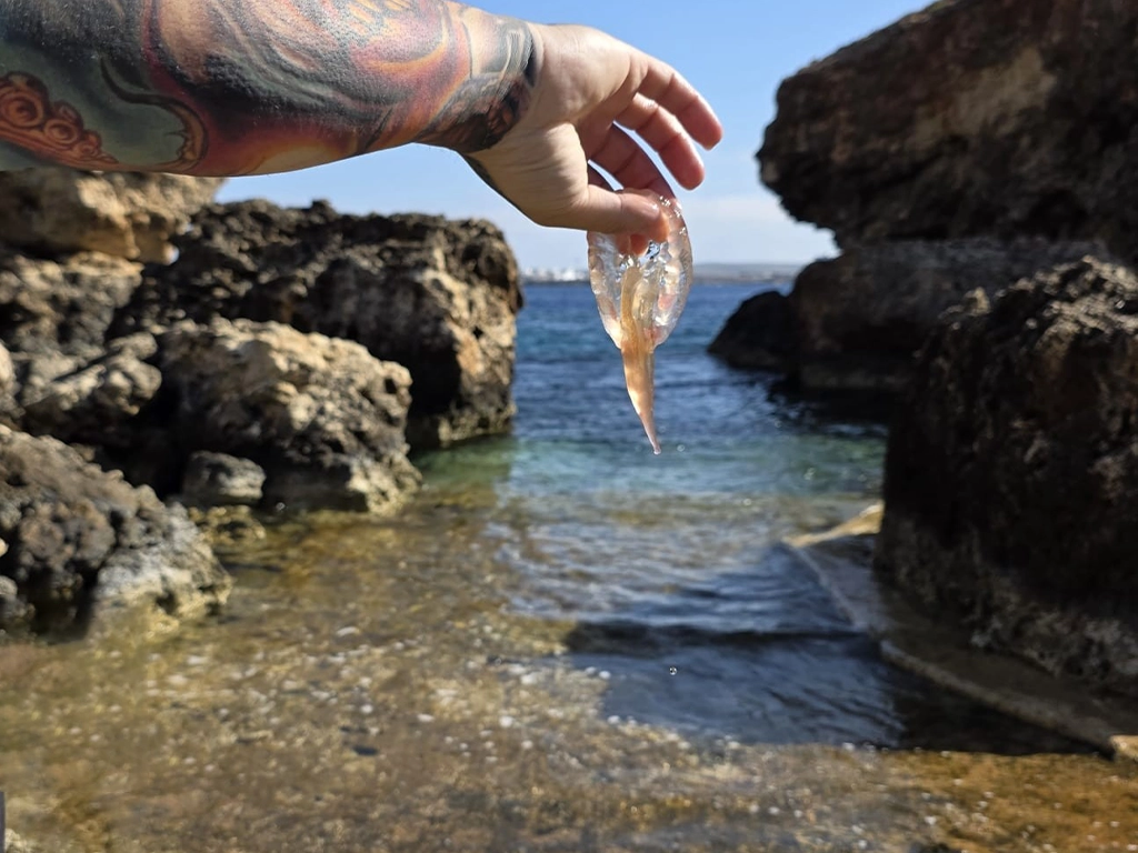 jelly-fish-ta-qassisu